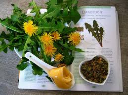 Why Dandelion Root Capsules Are So Important for High Blood Pressure