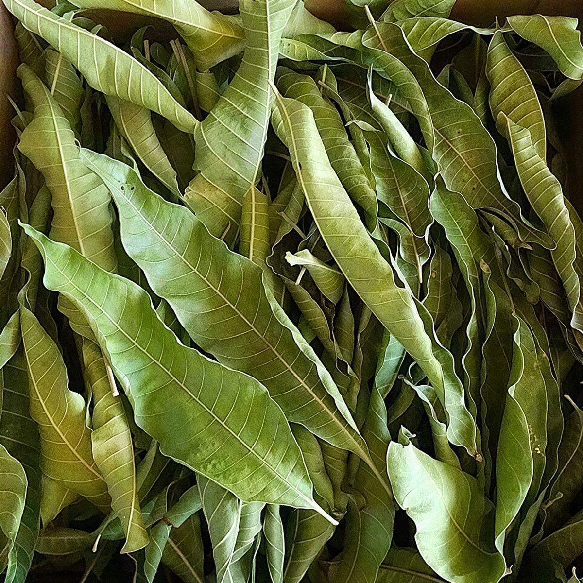 Stack of green leafy vegetables