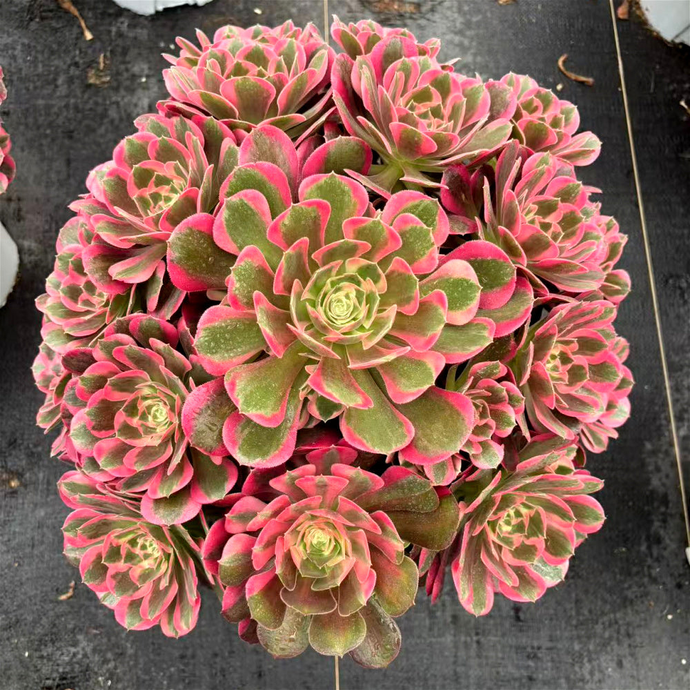 [10-Day Pre-sale] Extra-Large Aeonium 'Pink Lady' Approx. 12-inch Across - Known For Its Watercolor-like Rosettes